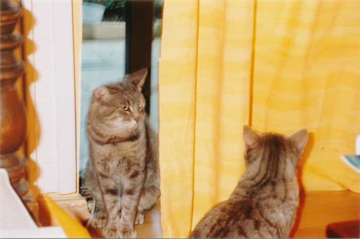 PORTRCATS