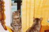 PORTRCATS